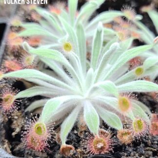 Drosera aff. ordensis (Kingston Rest, Kimberley, WA)