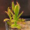 Drosera cistiflora (broad leaf, white flower; Stanford, S.A.), radice tuberosa in vaso