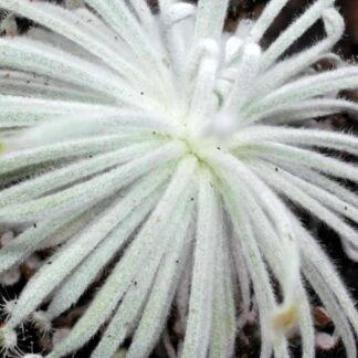 Drosera derbyensis (Erskine Range, Kimberley, WA)