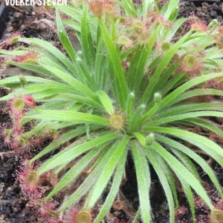 Drosera derbyensis (Erskine Ranges, Kimberley, WA) x lanata