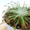 Drosera lanata