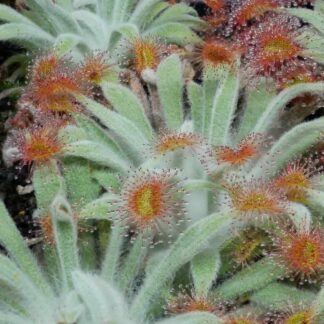 Drosera ordensis (Lake Argyle Road, Kimberley, WA)