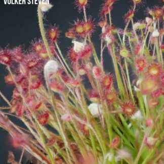 Drosera paradoxa (Drysdale River Station, Kimberley, WA)