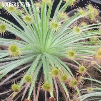 Drosera paradoxa (Mount Fife, Kimberley, WA)