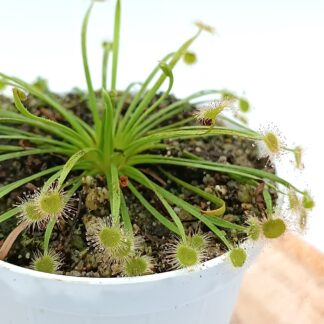 Drosera petiolaris (Russell Creek, North Queensland)