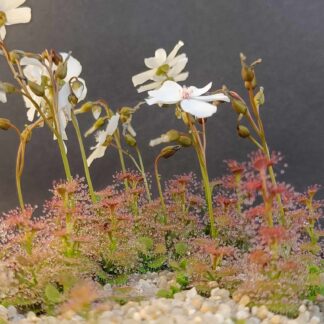 Drosera platypoda, tubero in vaso