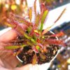 Drosera x capiciae (D. capensis x aliciae)