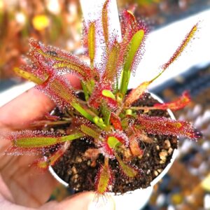 Drosera x capiciae (D. capensis x aliciae)