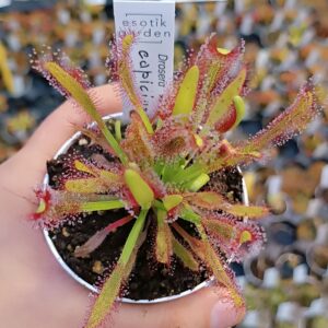 Drosera x capiciae (D. capensis x aliciae)