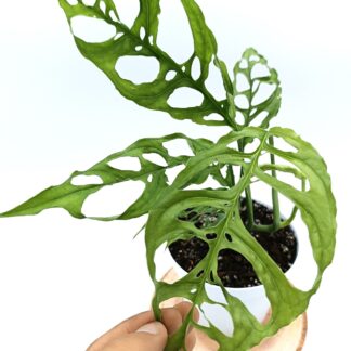 Monstera obliqua (Perù)