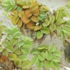 Salvinia minima