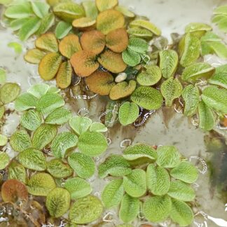 Salvinia minima