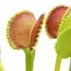 Dionaea muscipula ‘Adentate’