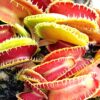 Dionaea muscipula “Kim Jong-Il”