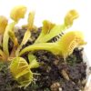 Dionaea muscipula “autokrator”