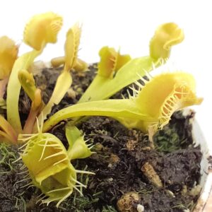 Dionaea muscipula "autokrator"