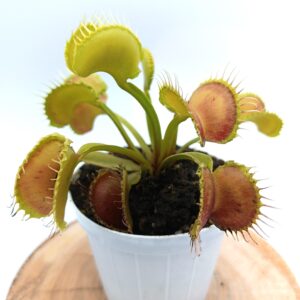 Dionaea muscipula "wave clip"