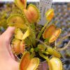 Dionaea muscipula “wave clip”