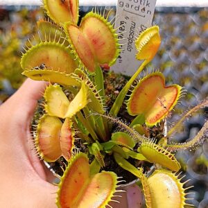 Dionaea muscipula "wave clip"