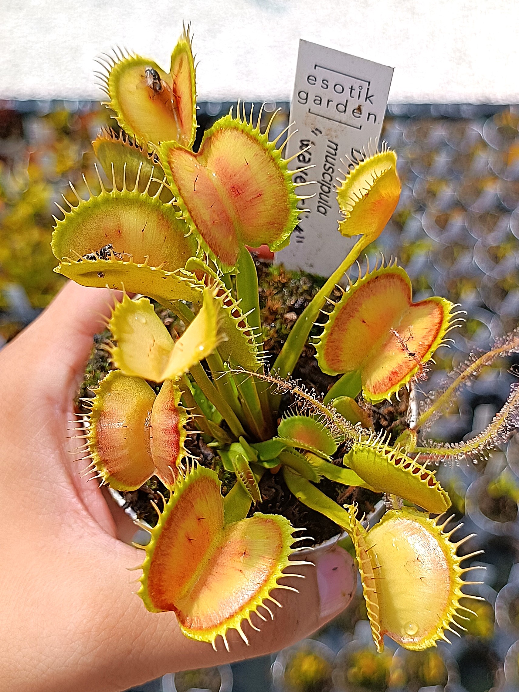 Dionaea muscipula wave clip9