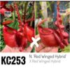 Nepenthes x “red winged hybrid” F1, da seme, esemplari assortiti