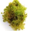 Sfagno vivo (Sphagnum)