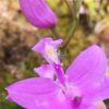 Calopogon tuberosus
