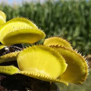 Dionaea muscipula 'Envy'