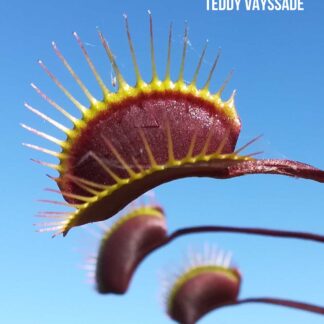 Dionaea muscipula 'Lust'