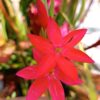 Hesperantha coccinea