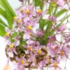 Oncidium Twinkle (fiori malva)