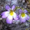 Pinguicula hirtiflora