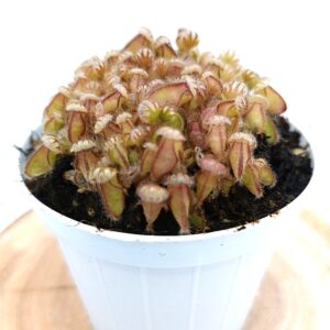 Cephalotus follicularis