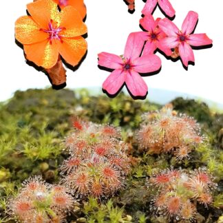 Collezione di 5 drosere pigmee