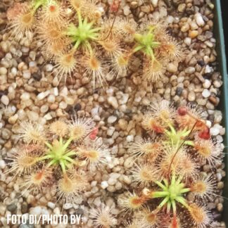 Drosera omissa