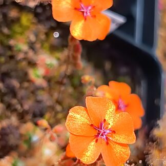 Drosera platystigma
