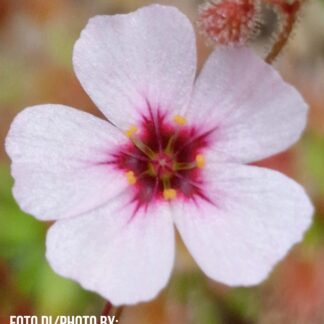 Drosera pulchella (white flower, red center)