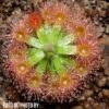 Drosera pulchella (purple/maroon flower)