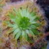 Drosera x sidjamesii