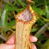 Nepenthes bokorensis x platychila, esemplari adulti da seme