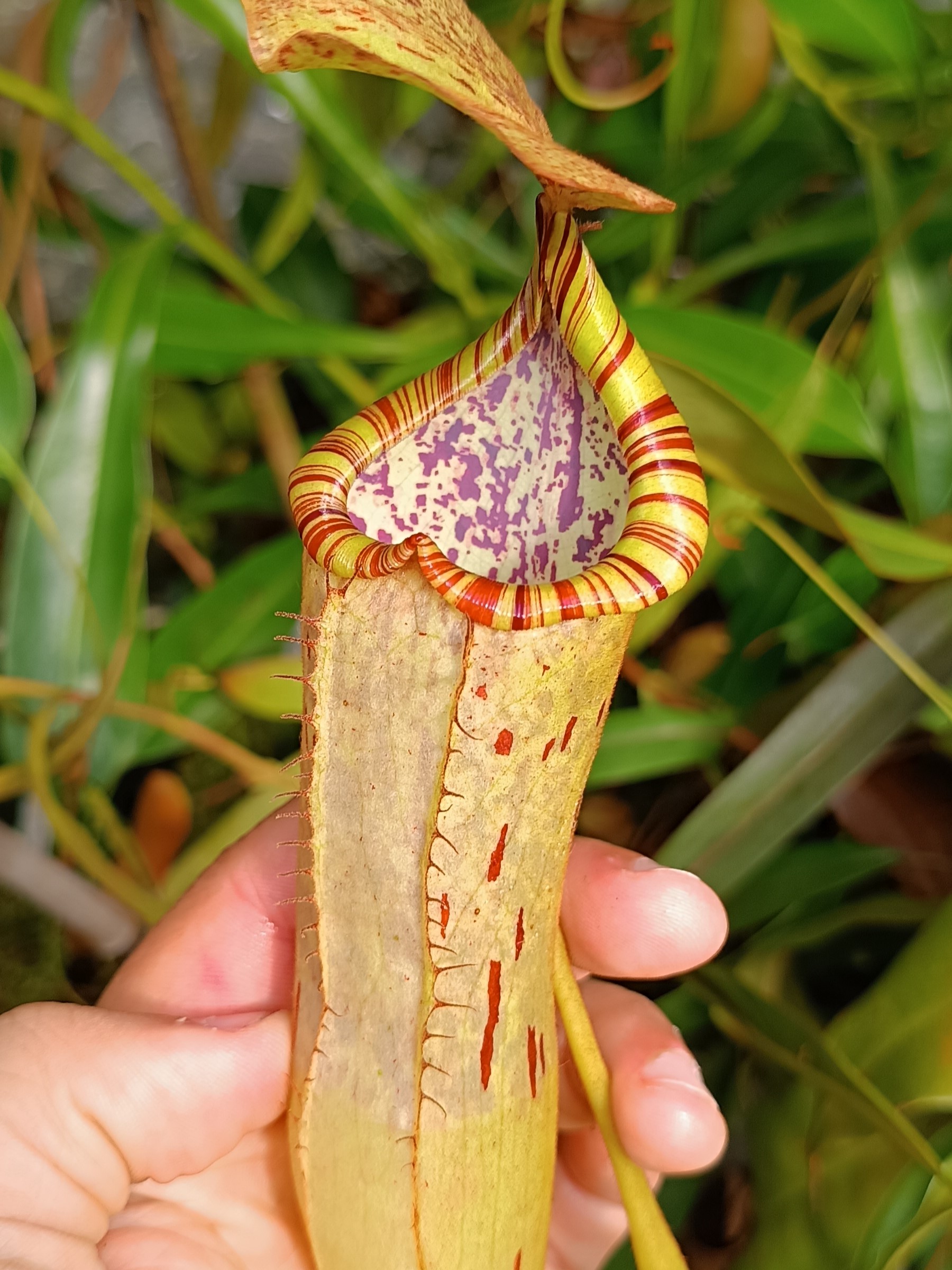 Nepenthes bokorensis x platychila1