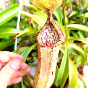 Nepenthes bokorensis x platychila2