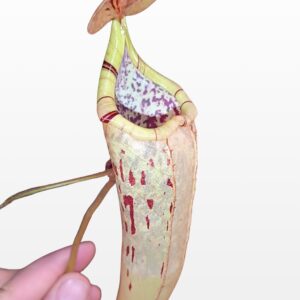 Nepenthes bokorensis x platychila, esemplari adulti da seme