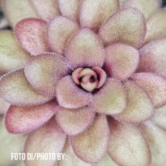 Pinguicula agnata "red leaf"