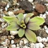 Pinguicula emarginata “pale veined flower”