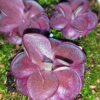Pinguicula esseriana “black leaf” x potosiensis “red leaves”, cl. 1 MSr