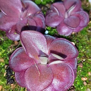 Pinguicula esseriana "black leaf" x potosiensis "red leaves", cl. 1 MSr