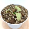 Pinguicula macrophylla
