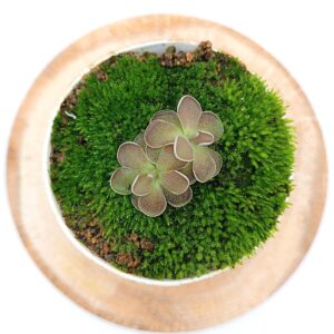 Pinguicula x Florian4
