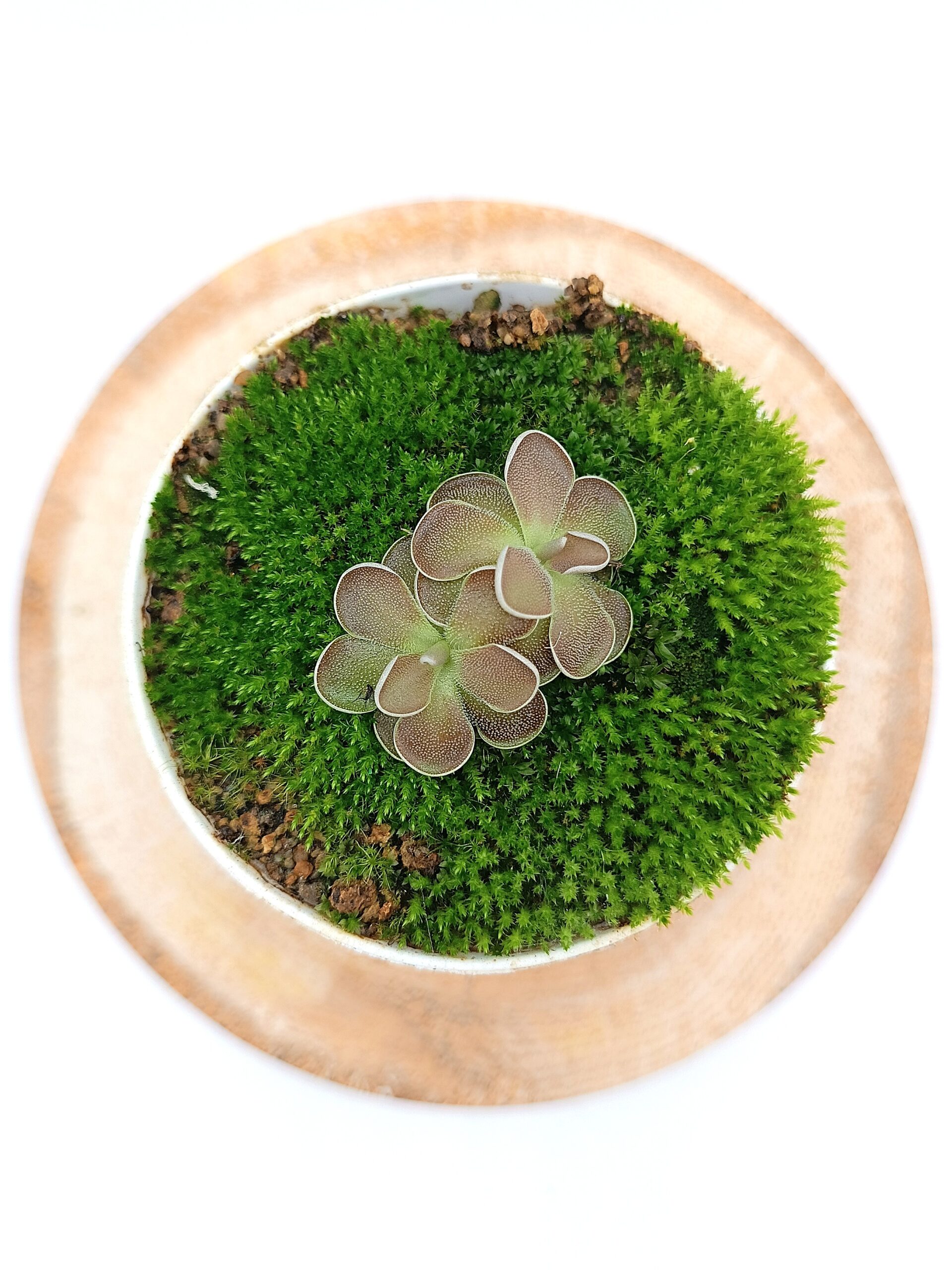 Pinguicula x Florian4